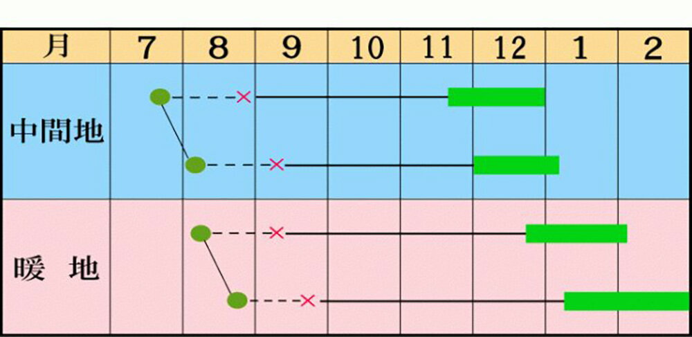 よしき 2000粒 キャベツ【石井育種場 種 たね タネ 】【通常5倍 5のつく日はポイン...