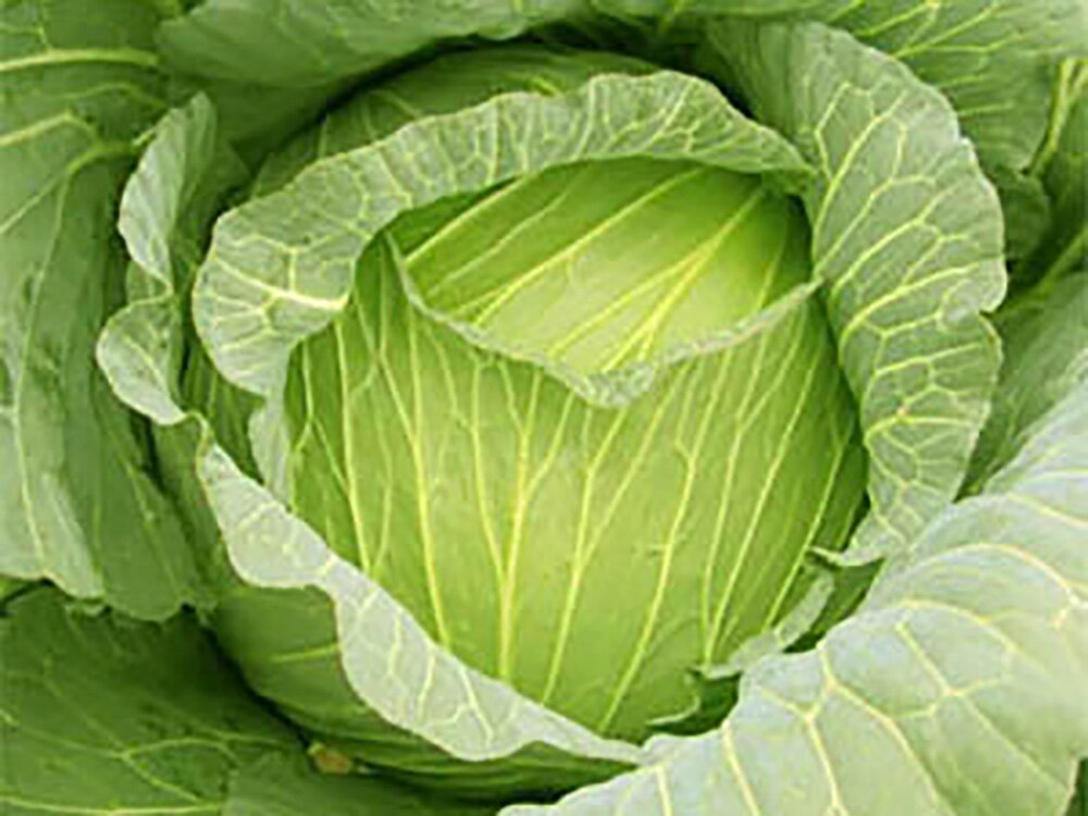 青龍345 コート5000粒 キャベツ【石井育種場 種 たね タネ 】【通常5倍 5のつく日はポイント10倍】