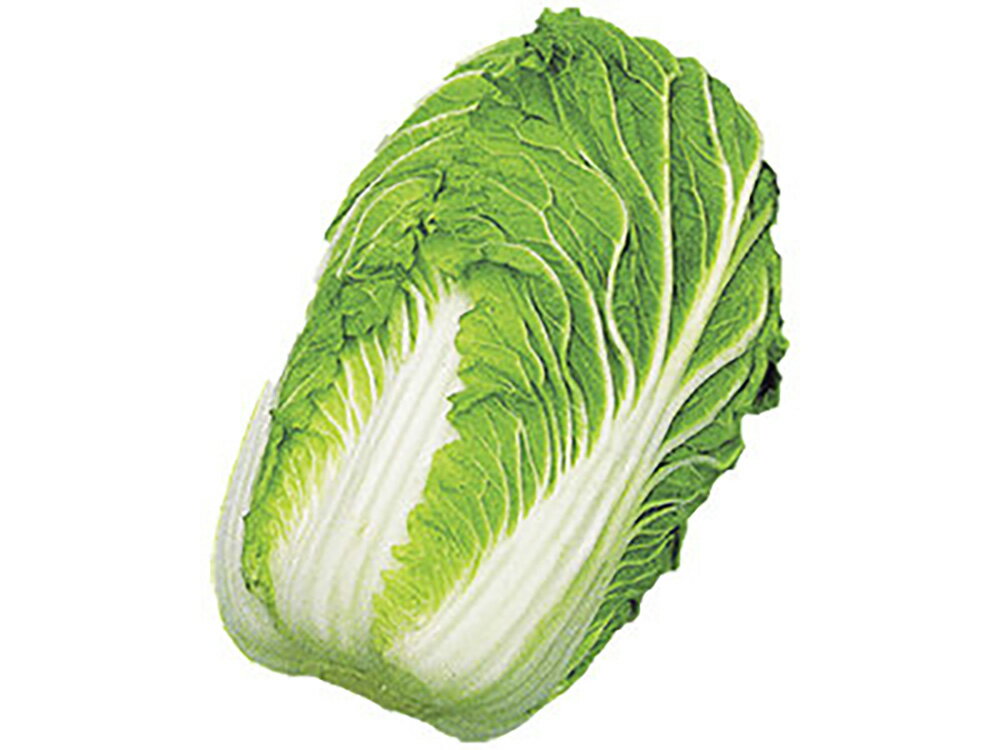 千寿 20ml 白菜 ハクサイ はくさい【石井育種場 種 たね タネ 】【通常5倍 5のつく日はポイント10倍】