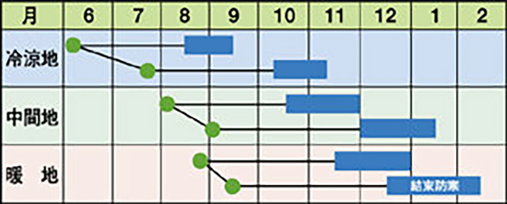 CR清雅75 20ml 白菜 ハクサイ はくさい【石井育種場 種 たね タネ 】【通常5倍 5の...