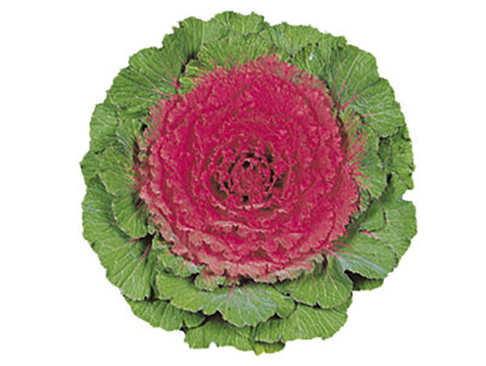 紅鏡 1000粒 葉牡丹 ハボタン はぼたん【石井育種場 