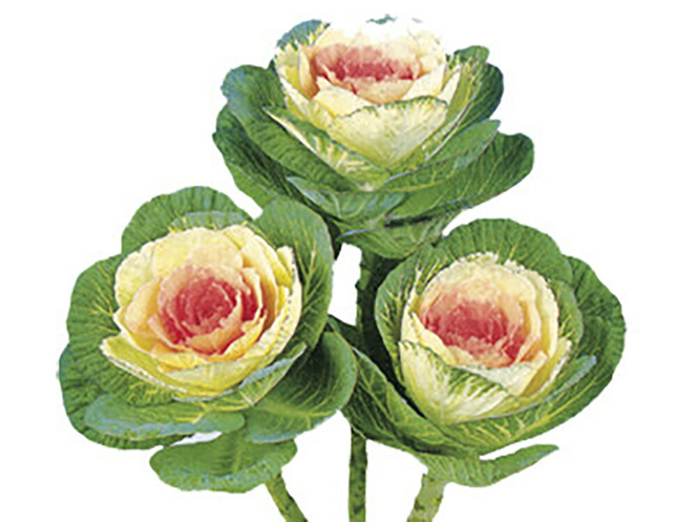 駿河の初日 1000粒 葉牡丹 ハボタン はぼたん【石井育