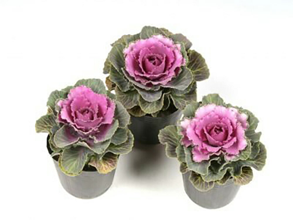 サニーデイ 1000粒 葉牡丹 ハボタン はぼたん【石井育種場 種 たね タネ】【通常5倍 5のつく日はポイント10倍】