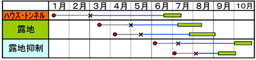 全国種苗出荷センターのたから越瓜 100粒 ウリ うり 瓜【小林種苗 種 たね タネ】【通常5倍 5のつく日はポイント10倍対象外商品ポイント3倍固定商品】｜アングル2