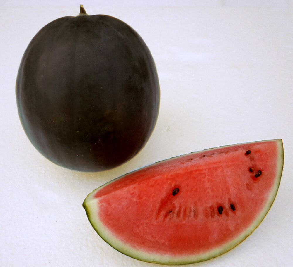 黒真珠 200粒 スイカ すいか 西瓜【小林種苗 種 たね タネ】【通常5倍 5のつく日はポイント10倍対象外..