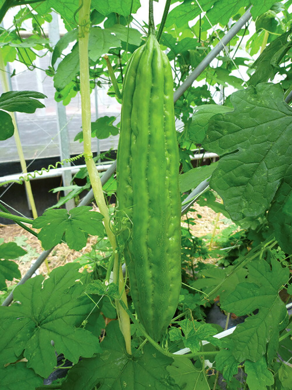 キン肉ゴーヤマン 100粒 ニガウリ にがうり 苦瓜【小林種苗 種 たね タネ】【通常5倍 5のつく日はポイント10倍対象外商品ポイント3倍固定商品】のサムネイル