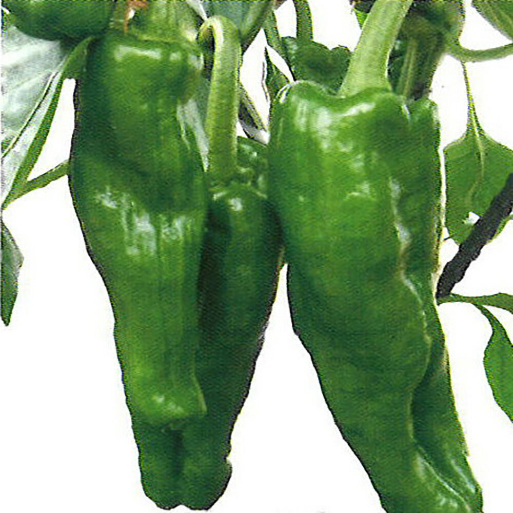 樂天商城 - びっくりピーマン 500粒 ピーマン ぴーまん【小林種苗 種 たね タネ】【通常5倍 5のつく日はポイント10倍対象外商品ポイント3倍固定商品】