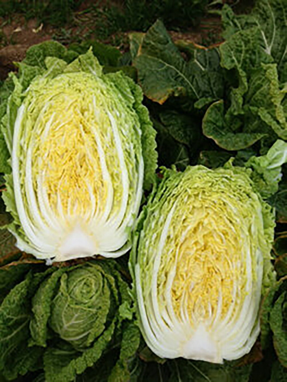 CR���� ������L5000γ ��� �ϥ����� �Ϥ������ھ��Ӽ��� �� ���� ���ۡ͡��̾�5�� 5�ΤĤ����ϥݥ����10���оݳ����ʥݥ����3�ܸ��꾦�ʡ�