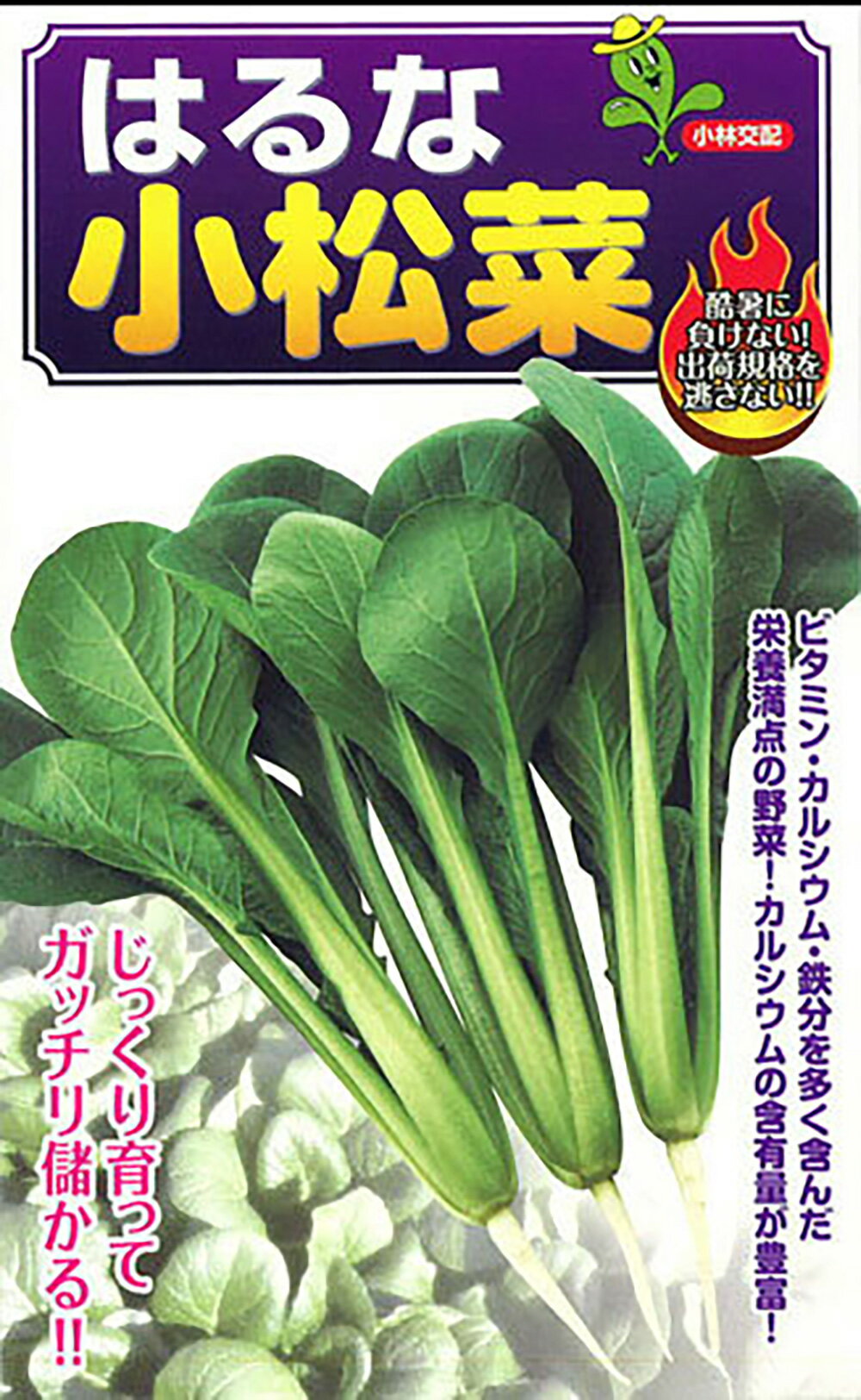 暑さに強く、ゆっくりとした生育で、夏まき栽培に最適です。