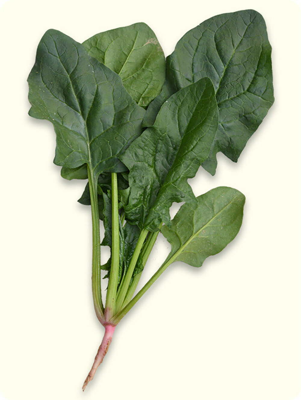 イナズマ11 M3万粒 ほうれん草 法蓮草 ホウレンソウ ほうれんそう【小林種苗 種 たね タネ】【通常5倍 ..