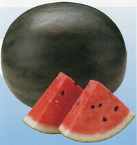 ゴスペル 100粒 スイカ すいか 西瓜【神田育種農場 種 たね タネ 】【通常5倍 5のつく日はポイント10倍】