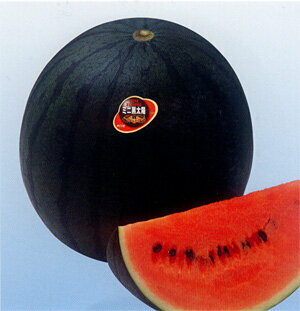 ミニ黒太陽(黒皮小玉スイカ) 100粒 スイカ すいか 西瓜【神田育種農場 種 たね タネ 】【通常5倍 5のつく日はポイント10倍】のサムネイル