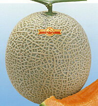 ハイネス(早春晩秋系) 100粒 めろん メロン 舐瓜【神田育種農場 種 たね タネ 】【通常5倍 5のつく日はポイント10倍】