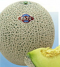 樂天商城 - オルフェ 100粒 めろん メロン 舐瓜【神田育種農場 種 たね タネ 】【通常5倍 5のつく日はポイント10倍】