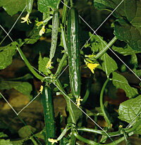 はるさき 20ml 胡瓜 キュウリ きゅうり 【神田育種農場 種 たね タネ 】【通常5倍 5のつく日はポイント10倍】