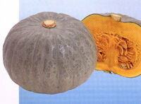 白馬南瓜 1dl袋(180粒) 南瓜 カボチャ かぼちゃ【神田育種農場 種 たね タネ 】【通常5倍 5のつく日は..