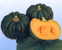 樂天商城 - 沖っ子南瓜 1dl袋(450粒) 南瓜 カボチャ かぼちゃ【神田育種農場 種 たね タネ 】【通常5倍 5のつく日はポイント10倍】