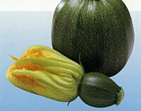 ブラックエッグ 100粒 ズッキーニ ずっきーに【神田育種農場 種 たね タネ 】【通常5倍 5のつく日はポイント10倍】