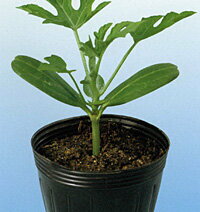 れんしかんぴょう 2dl袋 干瓢 カンピョウ かんぴょう【神田育種農場 種 たね タネ 】【通常5倍 5のつく..