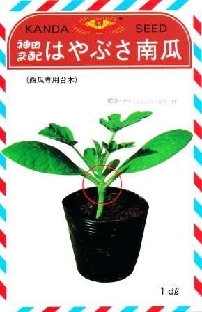 Other - はやぶさ南瓜 1dl袋 南瓜 カボチャ かぼちゃ【神田育種農場 種 たね タネ 】【通常5倍 5のつく日はポイント10倍】