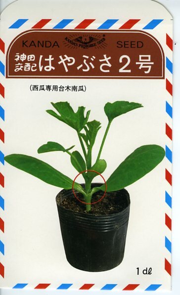 はやぶさ二号 1dl袋 南瓜 カボチャ かぼちゃ【神田育種農場 種 たね タネ 】【通常5倍 5のつく日はポイント10倍】