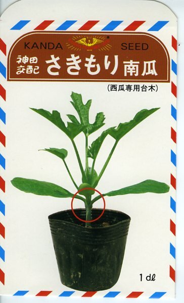 さきもり南瓜 1dl袋 南瓜 カボチャ かぼちゃ【神田育種農場 種 たね タネ 】【通常5倍 5のつく日はポイント10倍】