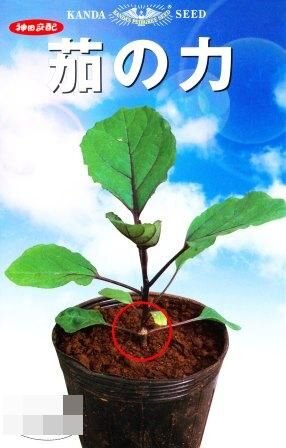 Rakuten - 茄の力 1000粒 台木 ダイギ だいぎ【神田育種農場 種 たね タネ 】【通常5倍 5のつく日はポイント10倍】