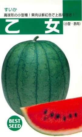 乙女 1dl スイカ すいか 西瓜【神田育種農場 種 たね タネ 】【通常5倍 5のつく日はポイント10倍】
