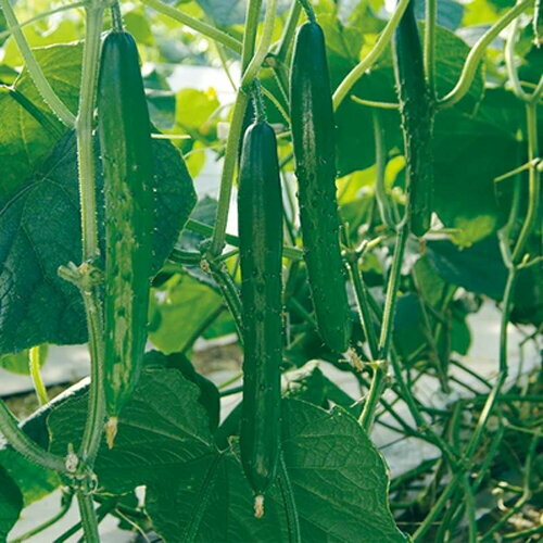 MTソフィア 350粒 胡瓜 キュウリ きゅうり【久留米原種育成会 種 たね タネ】【通常5倍 5のつく日はポ..