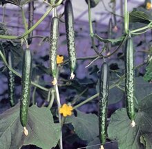 久輝 100粒 胡瓜 キュウリ きゅうり【久留米原種育成会 種 たね タネ】【通常5倍 5のつく日はポイント1..