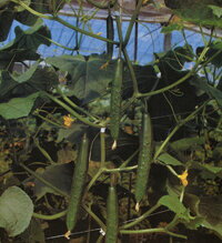 翠星節成2号 100粒 胡瓜 キュウリ きゅうり【久留米原種育成会 種 たね タネ】【通常5倍 5のつく日はポイント10倍】