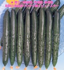 Other - ビュースター 350粒 胡瓜 キュウリ きゅうり【久留米原種育成会 種 たね タネ】【通常5倍 5のつく日はポイント10倍】