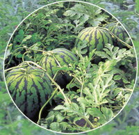 frダッカ 400粒 台木 ダイギ だいぎ【久留米原種育成会 種 たね タネ】【通常5倍 5のつく日はポイント10倍】