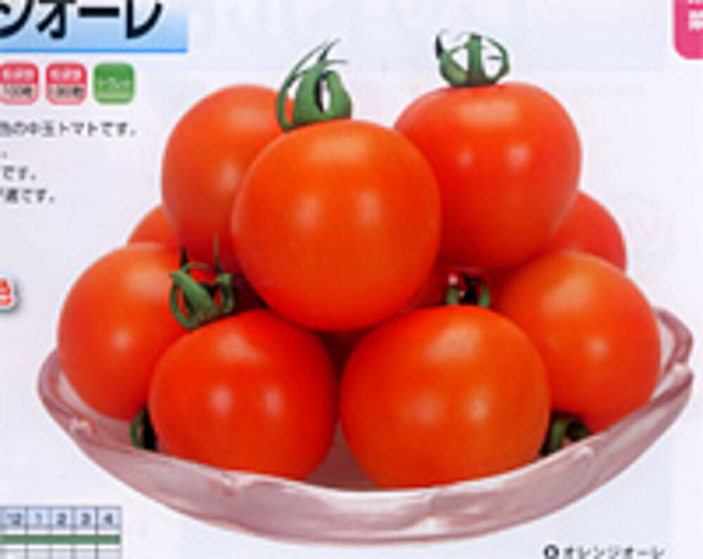 乐天商城 - オレンジオーレ 1000粒 トマト とまと 蕃茄【カネコ種苗 種 たね タネ 】【通常5倍 5のつく日はポイント10倍】