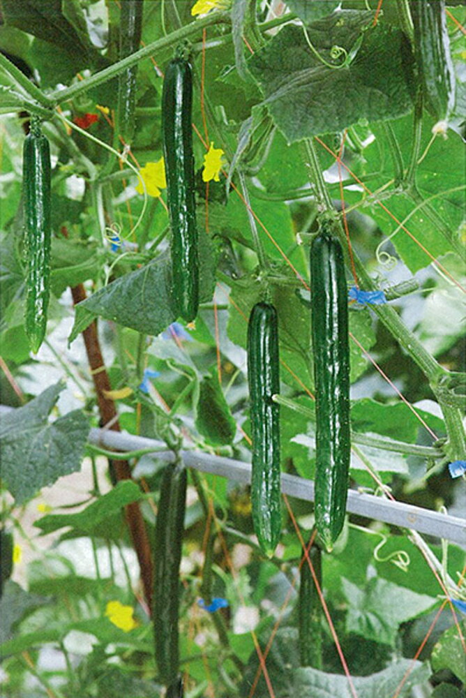 ほっきこう 121 350粒 胡瓜 キュウリ きゅうり【カネコ種苗 種 たね タネ 】【通常5倍 5のつく日はポイント10倍】