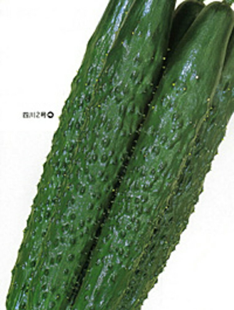 四川2号 50粒 胡瓜 キュウリ きゅうり【カネコ種苗 種 たね タネ 】【通常5倍 5のつく日はポイント10倍】