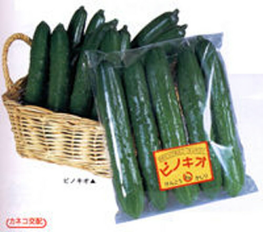 樂天商城 - ピノキオ 350粒 胡瓜 キュウリ きゅうり【カネコ種苗 種 たね タネ 】【通常5倍 5のつく日はポイント10倍】
