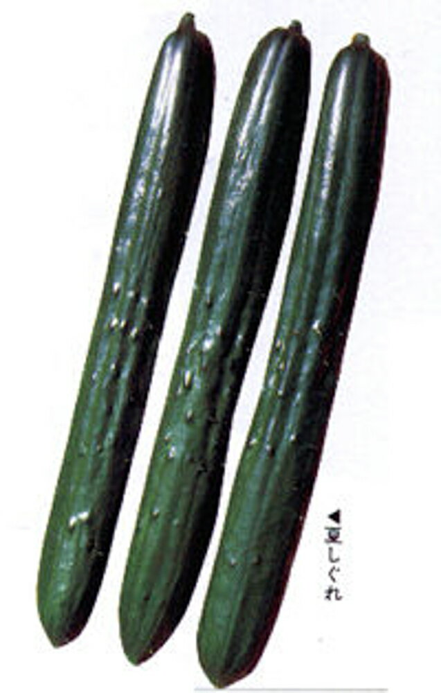 夏しぐれ 20ml 胡瓜 キュウリ きゅうり【カネコ種苗 種 たね タネ 】【通常5倍 5のつく日はポイント10倍】