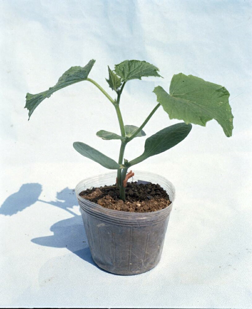 鉄かぶと 1L 台木 ダイギ だいぎ【カネコ種苗 種 たね タネ 】【通常5倍 5のつく日はポイント10倍】