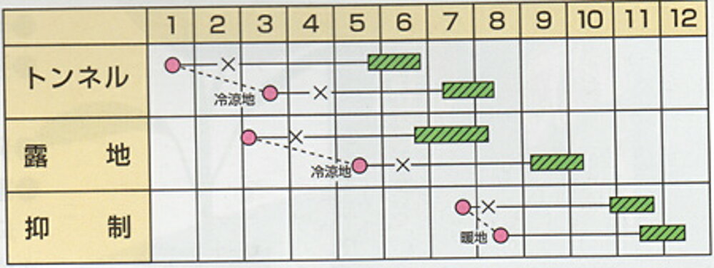 栗五郎 100粒 南瓜 カボチャ かぼちゃ【カネコ種苗 種 たね タネ 】【通常5倍 5の...