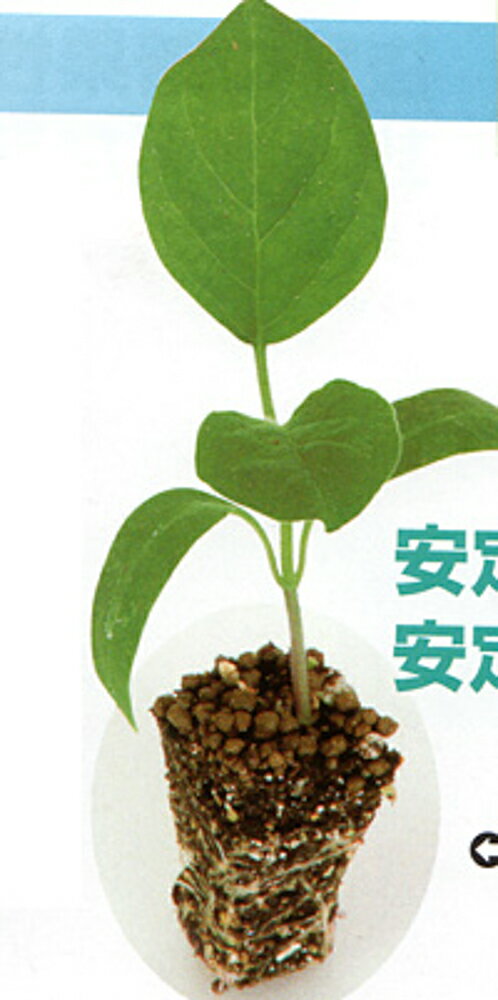 信頼 1000粒 台木 ダイギ だいぎ【カネコ種苗 種 たね タネ 】【通常5倍 5のつく日はポイント10倍】