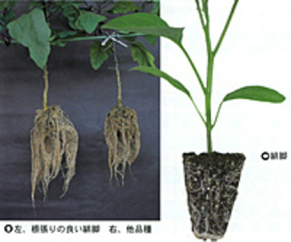 緋脚 1000粒 台木 ダイギ だいぎ【カネコ種苗 種 たね タネ 】【通常5倍 5のつく日はポイント10倍】