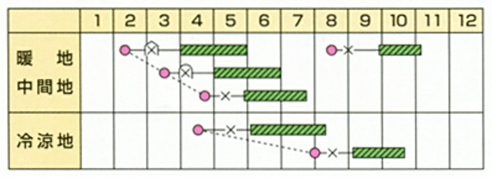 グリーンボート2号 100粒 ズッキーニ ずっきーに【カネコ種苗 種 たね タネ 】【通常5倍 5のつく日はポイント10倍】◎