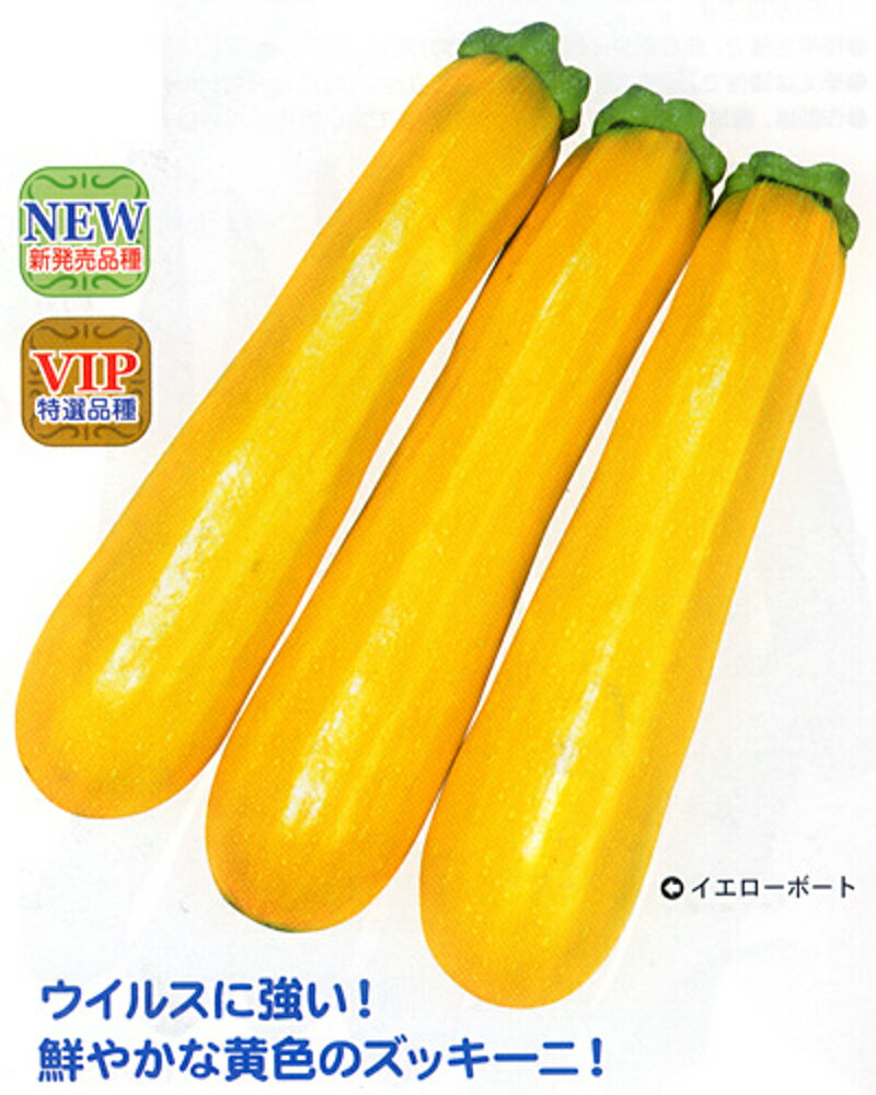 イエローボート 100粒 ズッキーニ ずっきーに【カネコ種苗 種 たね タネ 】【通常5倍 5のつく日はポイント10倍】