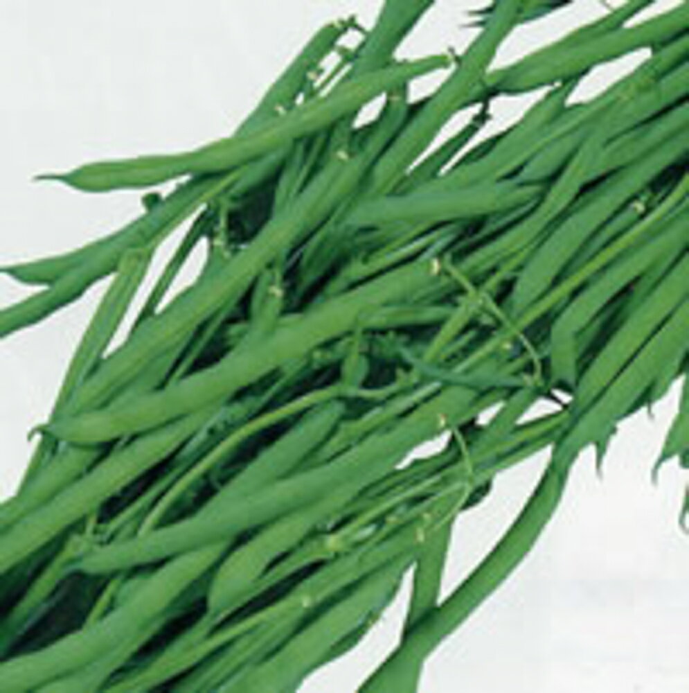 チャーリー 2000粒 鞘隠元 サヤインゲン さやいんげん【カネコ種苗 種 たね タネ 】【通常5倍 5のつく..