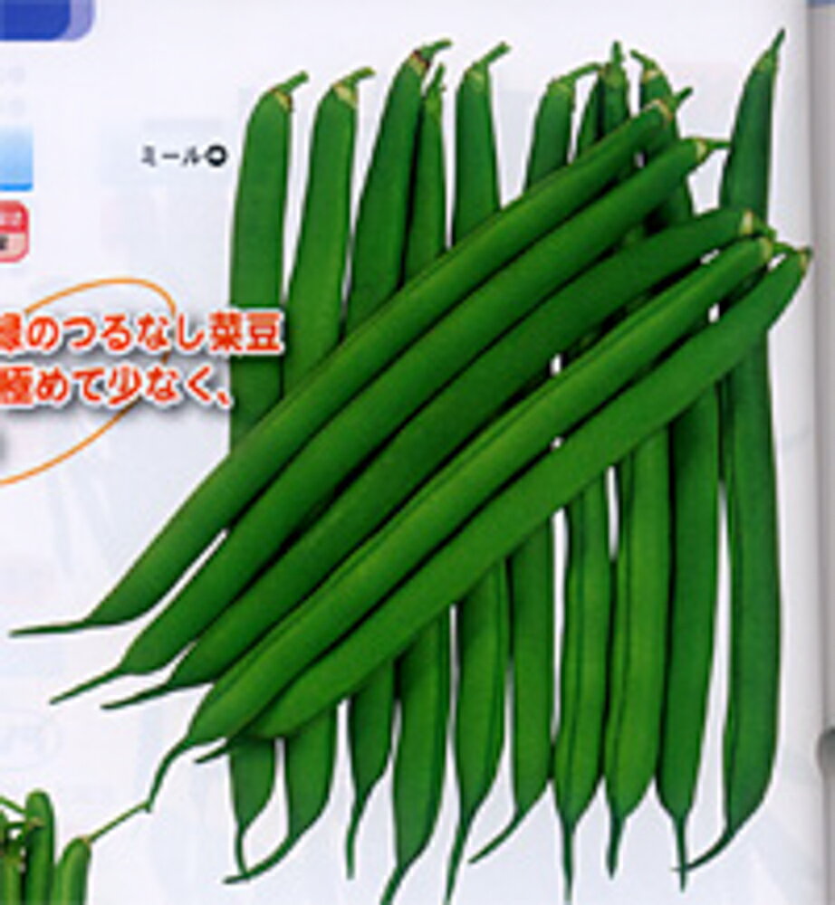 ミール 1L 鞘隠元 サヤインゲン さやいんげん【カネコ種苗 種 たね タネ 】【通常5倍 5のつく日はポイント10倍】