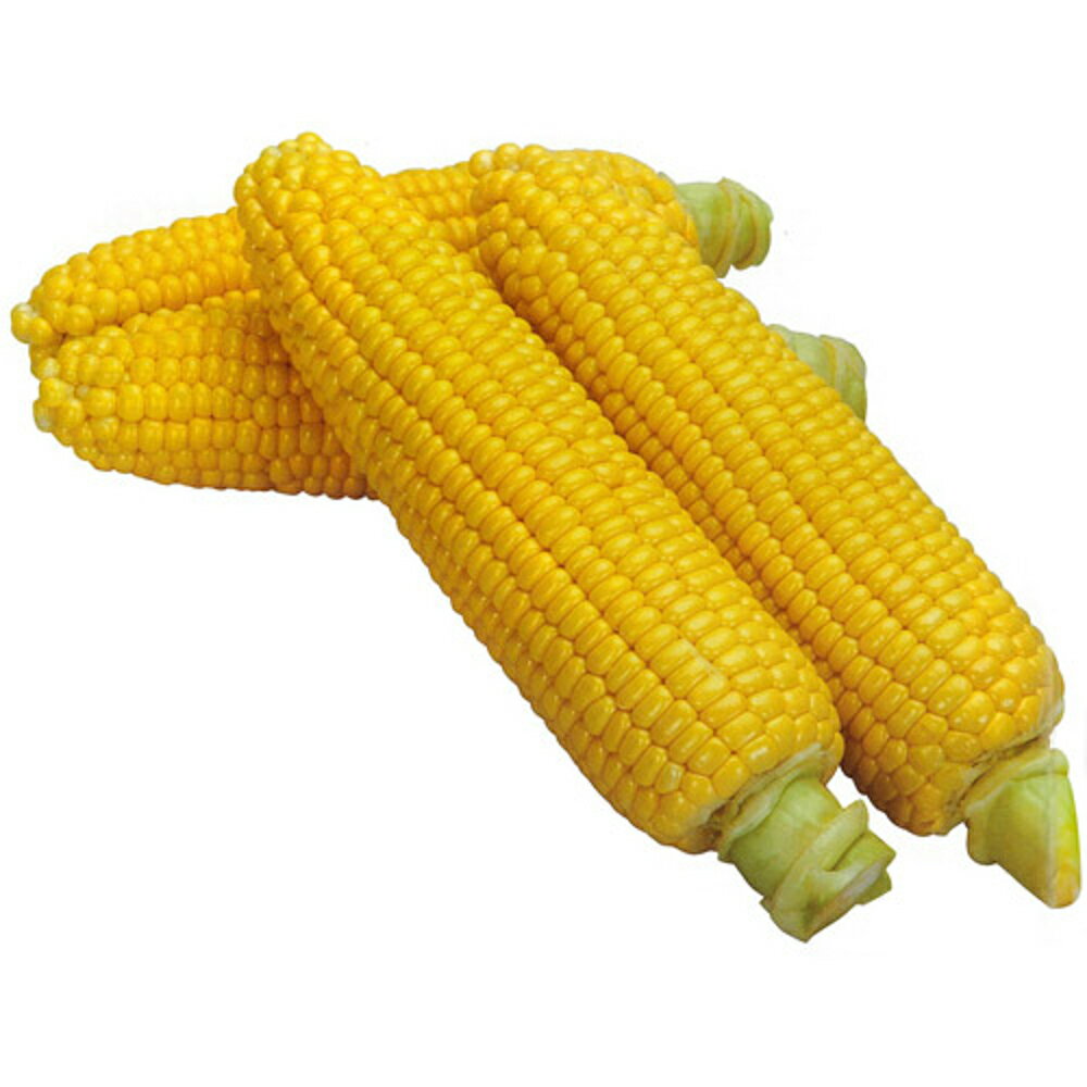 わくわくコーン82 2000粒 スイートコーン【カネコ種苗 種 たね タネ 】【通常5倍 5のつく日はポイント10倍】のサムネイル