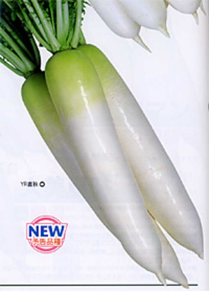 YR直秋 ペレット5000粒 大根 ダイコン だいこん【カネコ種苗 種 たね タネ 】【通常5倍 5のつく日はポイント10倍】