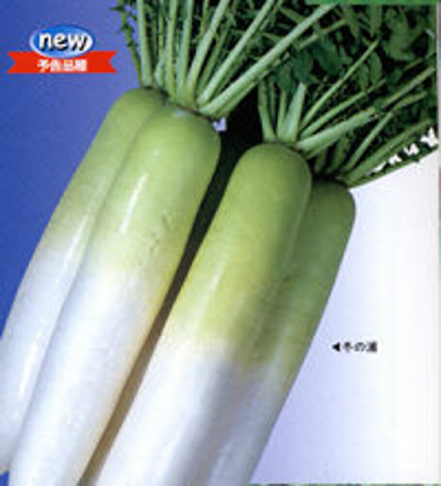 �~�̉Y 8000�� �卪 � �C�R�� �������� �J�l�R��c �� ���� �^�l   �ʏ�5�{ 5�̂�����  