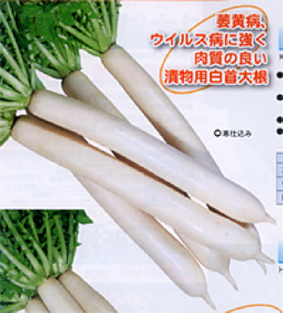 樂天商城 - 寒仕込み 2dl 大根 ダイコン だいこん【カネコ種苗 種 たね タネ 】【通常5倍 5のつく日はポイント10倍】